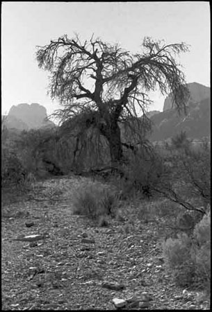 Big Bend National Park, 1961