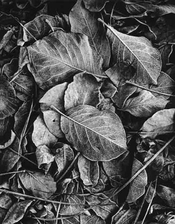 Frosted Leaves, Caldwell, November, 1983