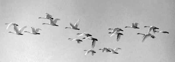 Whistling Swans, 1973